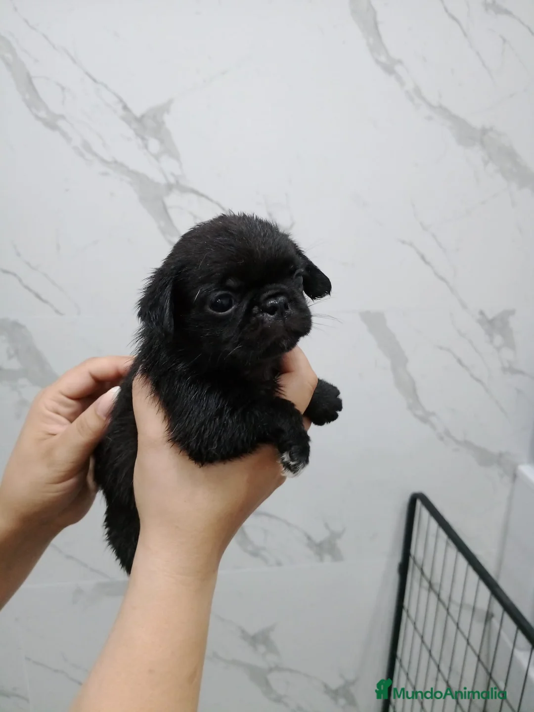 Carlino - Pug perros en venta: Carlino-Pug hembra  - Anuncio 1