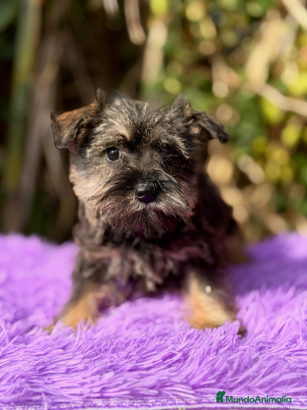 Schnauzer Miniatura perros en venta: SCHNAUZER mini  - Anuncio 2