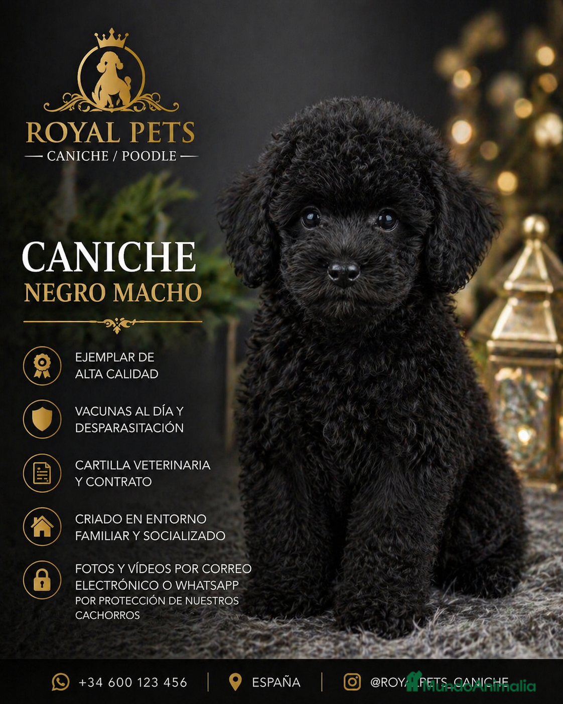 Caniche Toy perros CANICHE MACHO NEGRO  - Anuncio 2