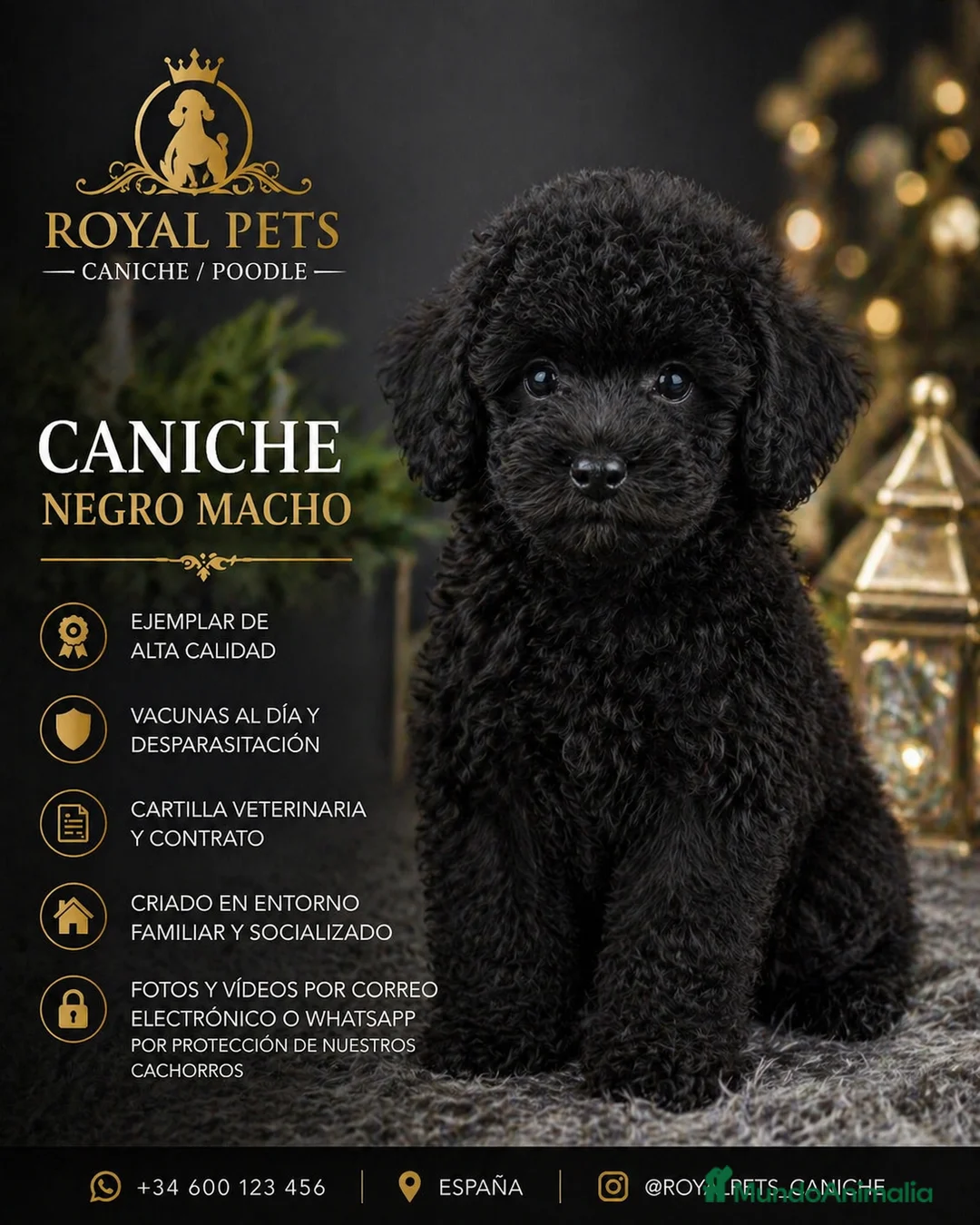 Caniche Toy perros en venta: CANICHE MACHO NEGRO  - Anuncio 1