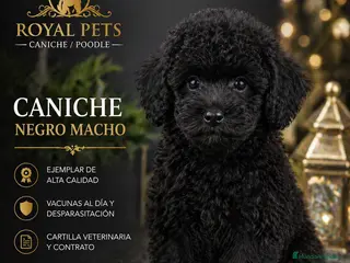 Caniche Toy perros CANICHE MACHO NEGRO - Anuncio 2