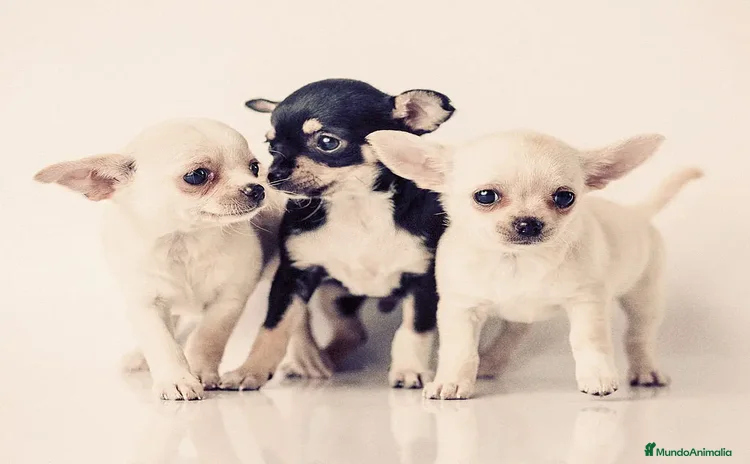 Chihuahua perros - Anuncio 1
