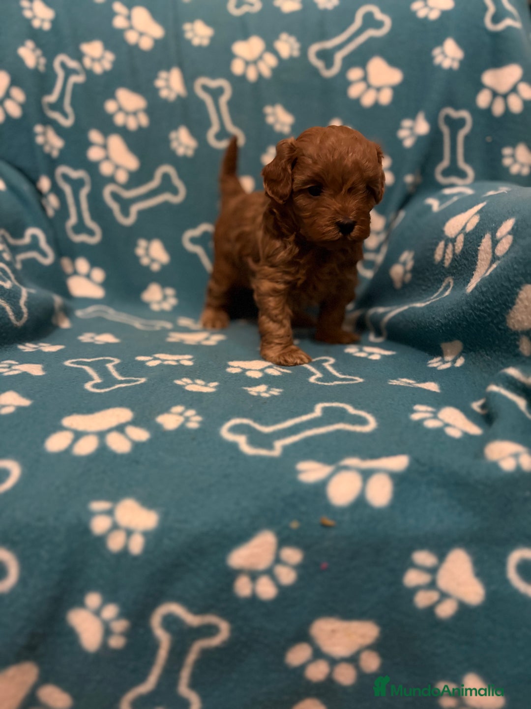 Caniche Toy perros en venta: Caniche rojo - Anuncio 2