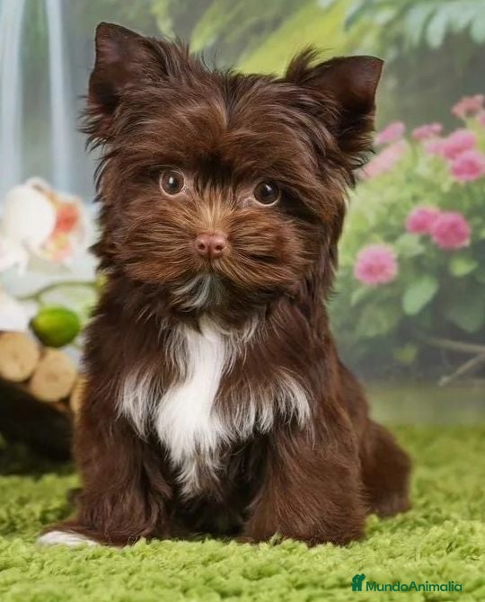 Biewer Yorkshire Terrier a la Pom Pon perros Cachorros Yorkshire bienes  - Anuncio 4