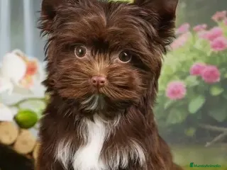 Biewer Yorkshire Terrier a la Pom Pon perros Cachorros Yorkshire bienes - Anuncio 4