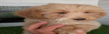 Maltipoo 2