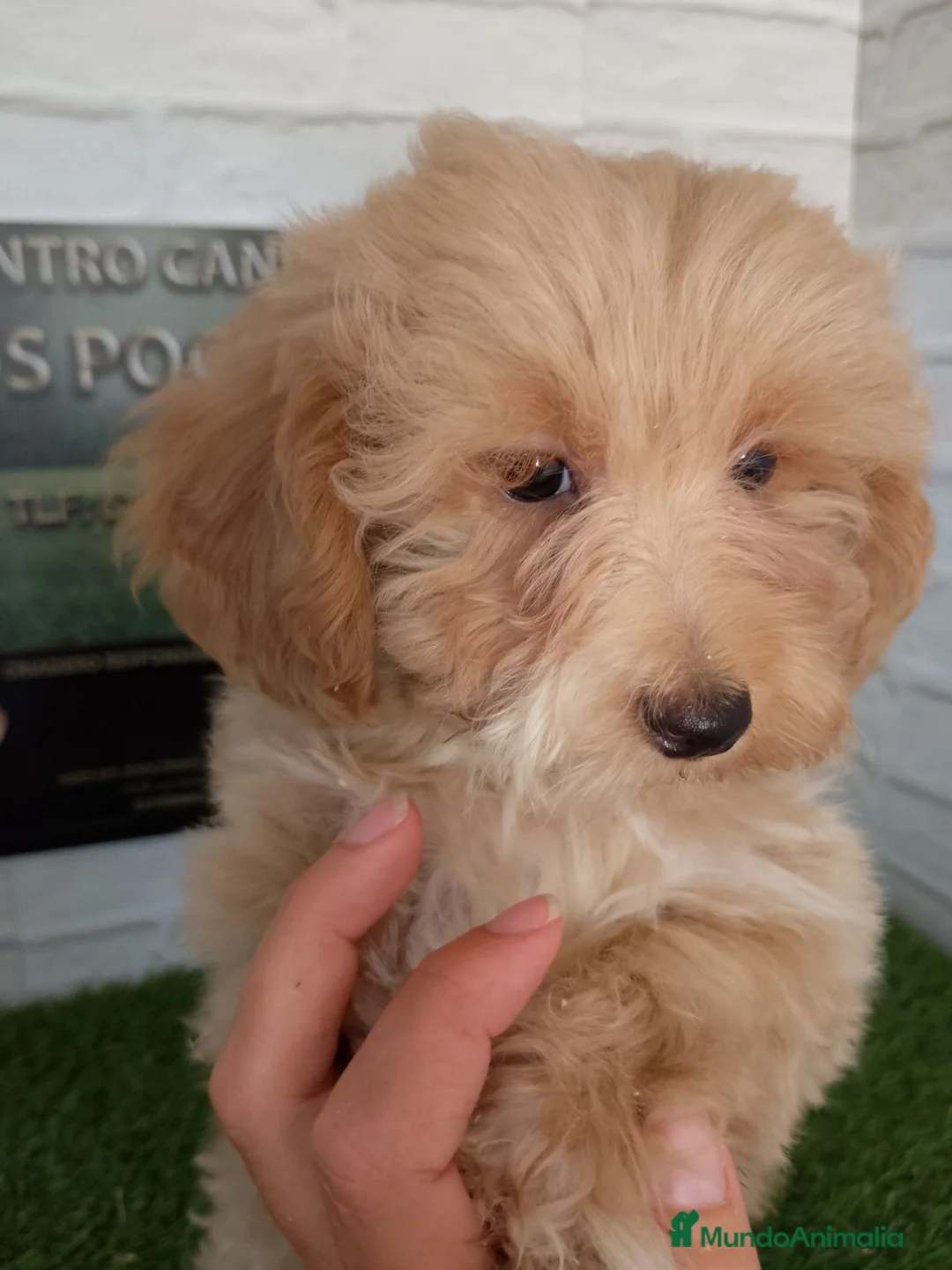 Maltipoo perros en venta: Maltipoo  - Anuncio 4