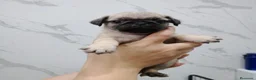 Carlino - Pug perros en venta: Carlino-pug disponibles!!🐶🐾 en Cádiz - Anuncio 1