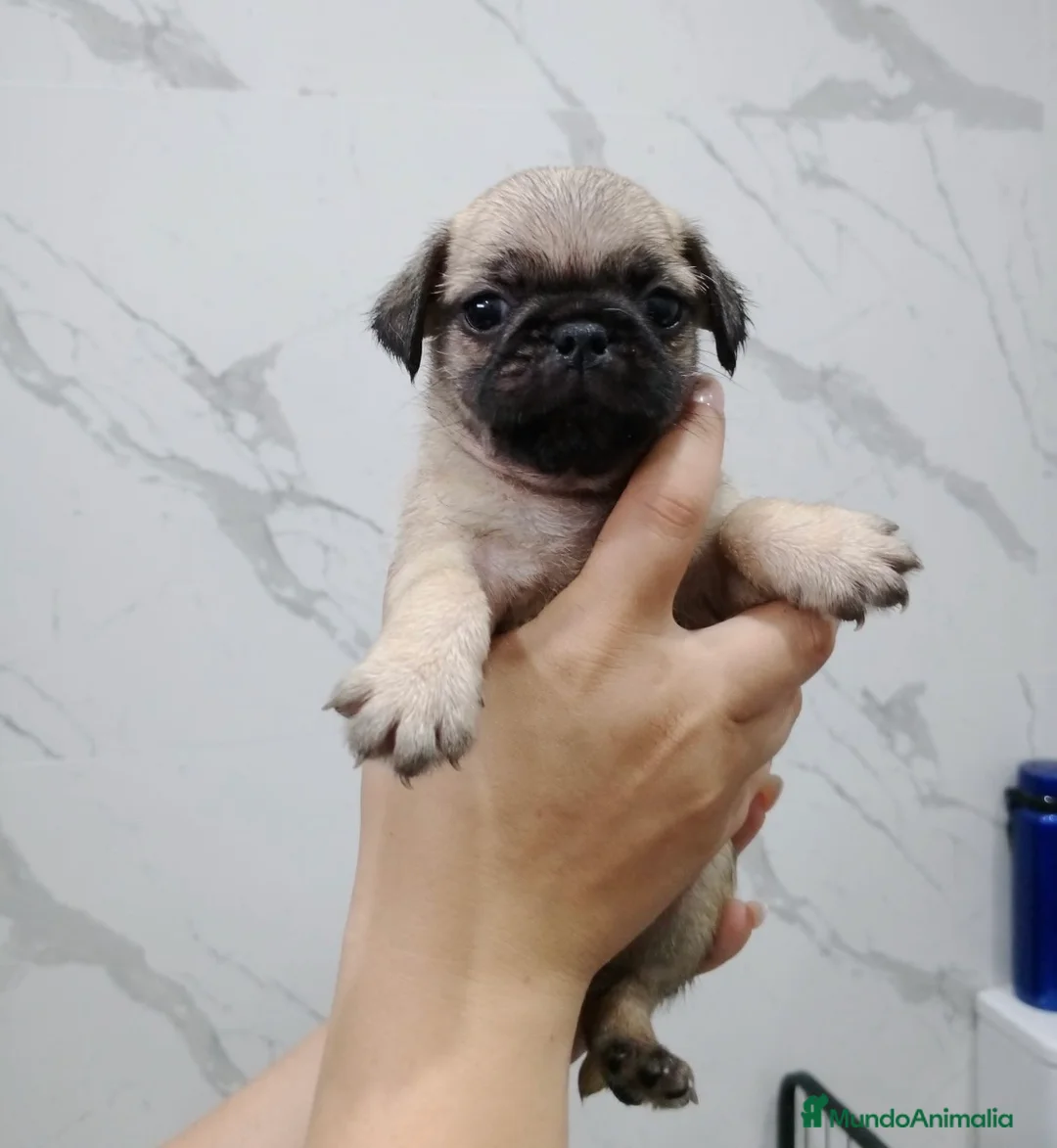 Carlino - Pug perros en venta: Carlino-pug disponibles!!🐶🐾 en Cádiz - Anuncio 1