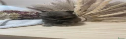 Pomerania perros en venta: pomerania  - Anuncio 2