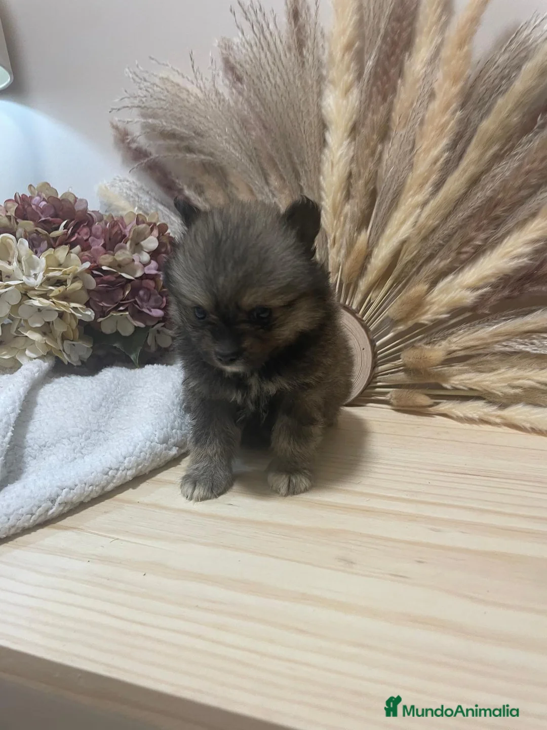 Pomerania perros en venta: pomerania  - Anuncio 2