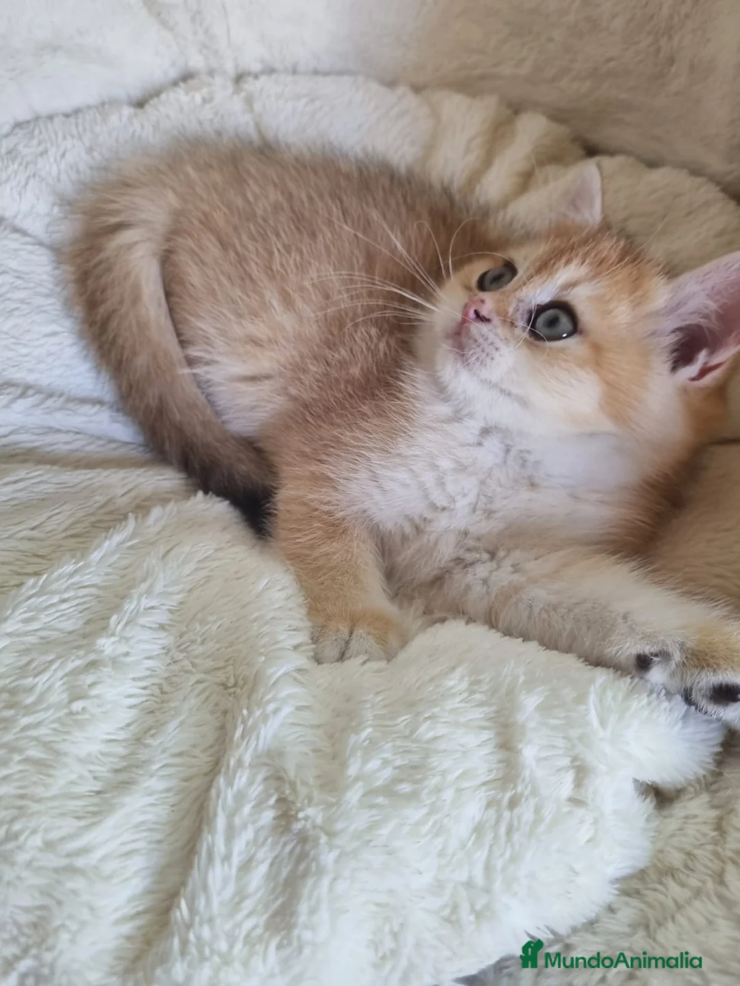 Británico de Pelo Corto gatos en venta: British Golden Chinchilla - Anuncio 9