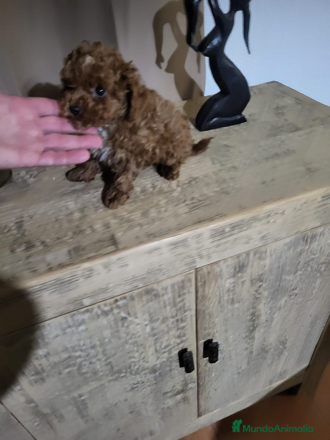 Caniche Toy perros en venta: Caniche toy rojo  - Anuncio 4