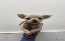 Chihuahua perros en venta: Cachorros Chihuahua 500€ ¡PRECIO REAL! - Imagen 3