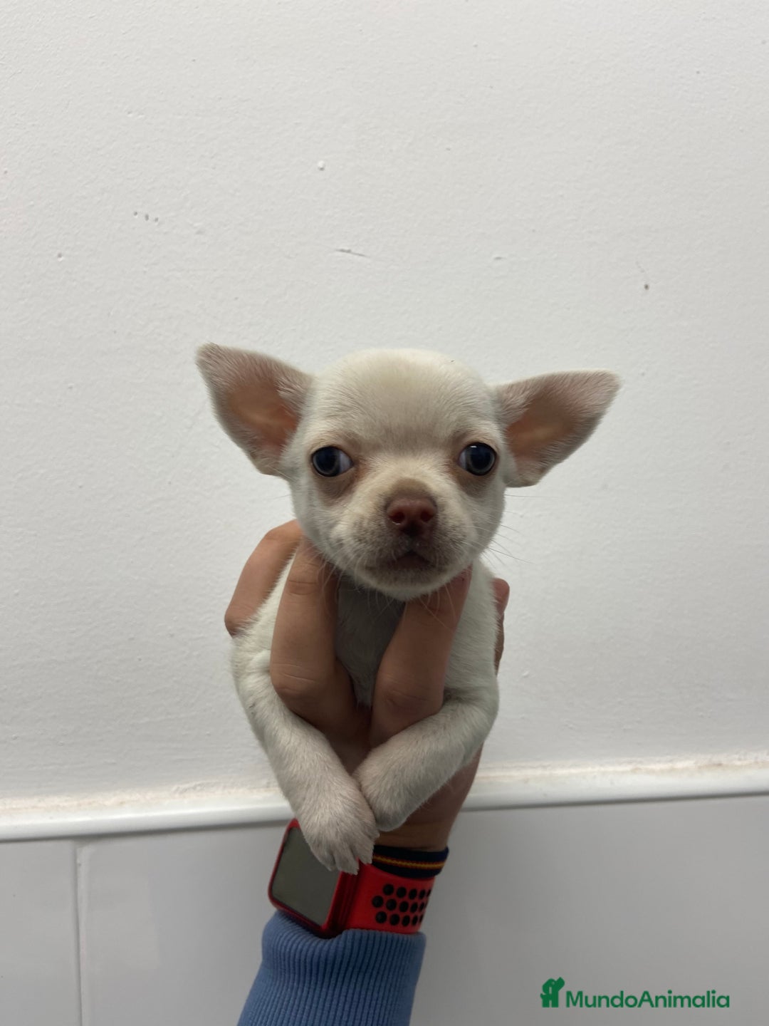 Chihuahua perros en venta: Cachorros Chihuahua 500€ ¡PRECIO REAL! - Imagen 3