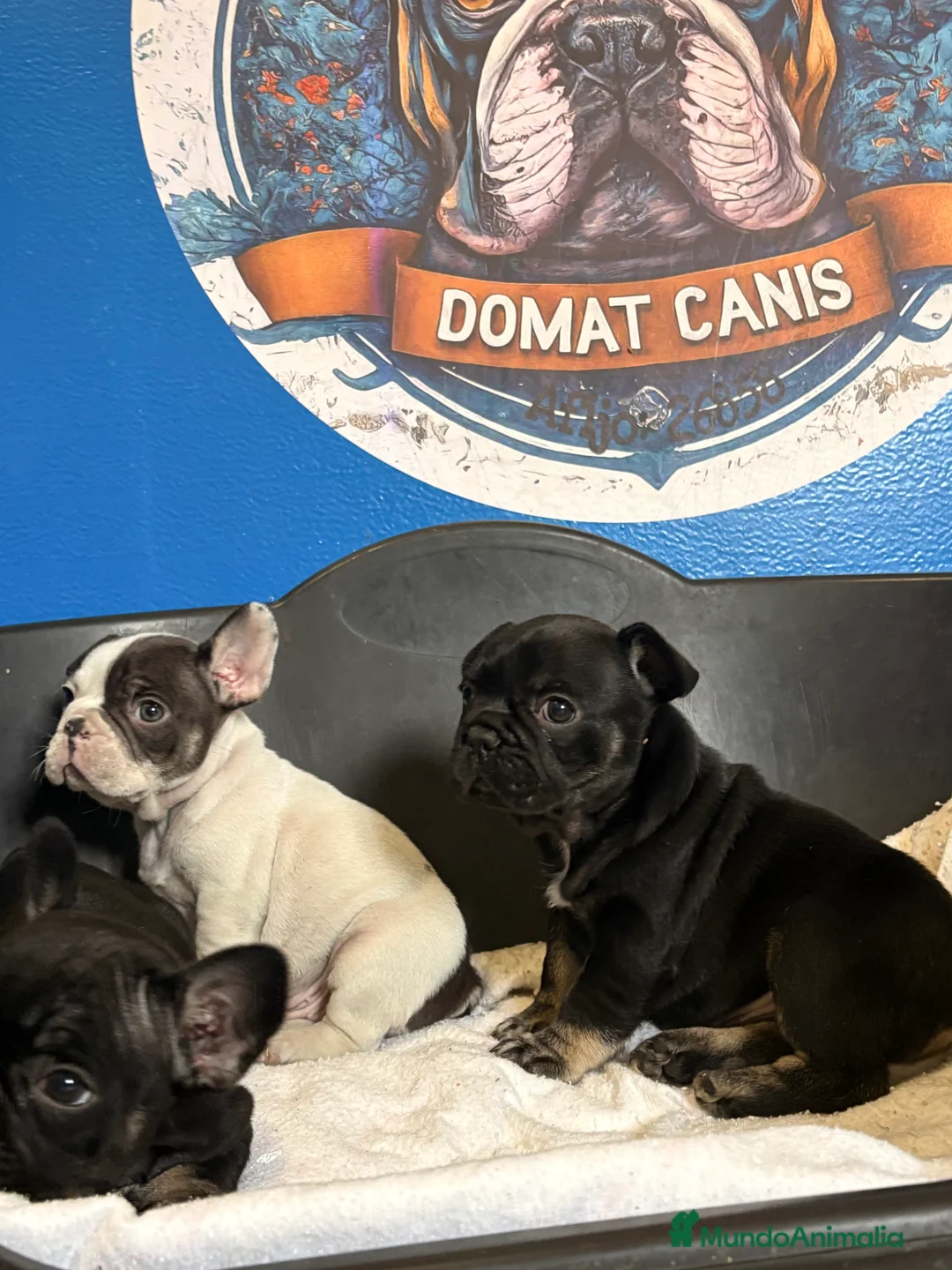 Bulldog Francés perros en venta: Bulldog francés  - Anuncio 5