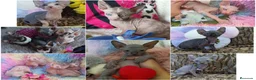 Sphynx gatos en venta: SPHYNX  Azules y ELFOS  - Anuncio 1