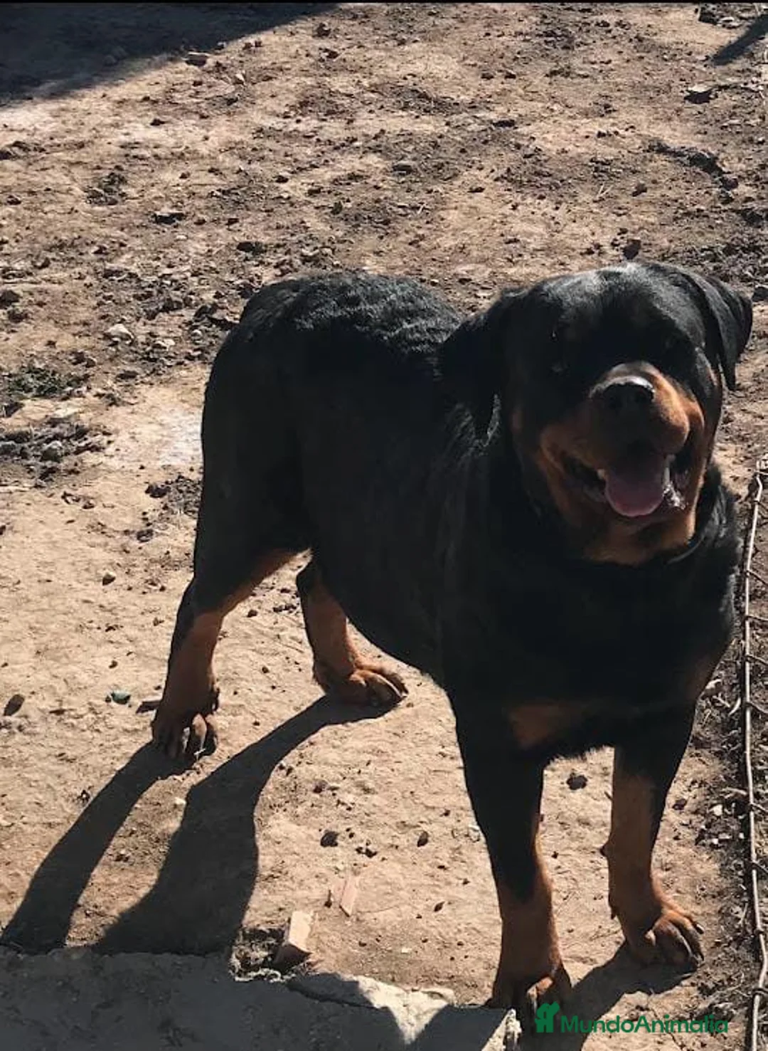 Rottweiler perros en venta: Cachorros de rottweiler .  - Anuncio 3