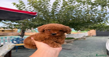 Caniche Toy perros - Anuncio 2