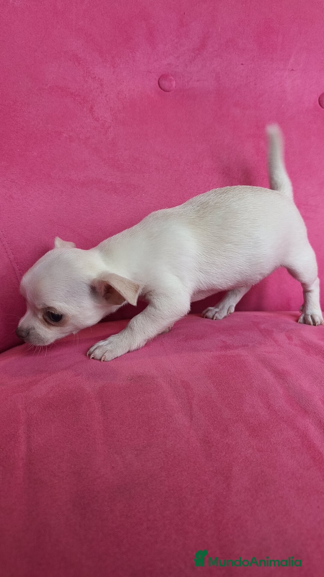 Chihuahua perros Chihuahua hembra con retrognatismo  - Anuncio 1