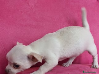 Chihuahua perros Chihuahua hembra con retrognatismo - Anuncio 1
