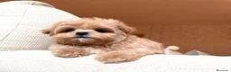 Maltipoo perros en venta: Maltipoo asiático fotos actuales !!! - Anuncio 2