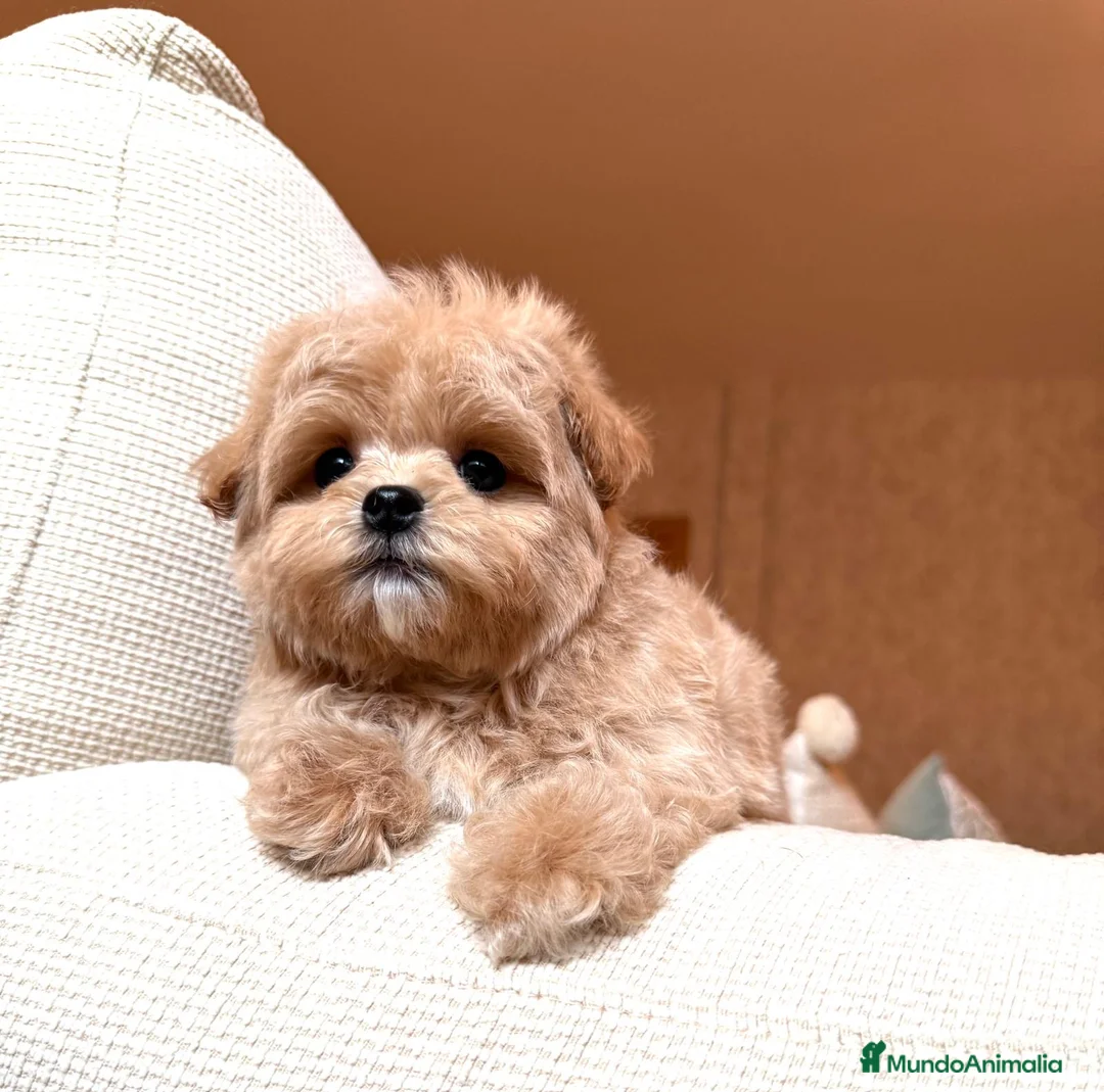 Maltipoo perros en venta: Maltipoo asiático fotos actuales !!! - Anuncio 2