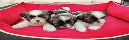 Shih Tzu perros en venta: shih tzu - Anuncio 3