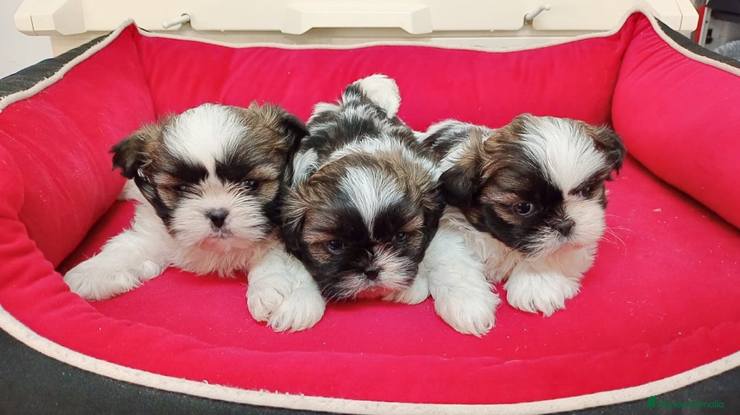 Shih Tzu perros en venta: shih tzu - Anuncio 3
