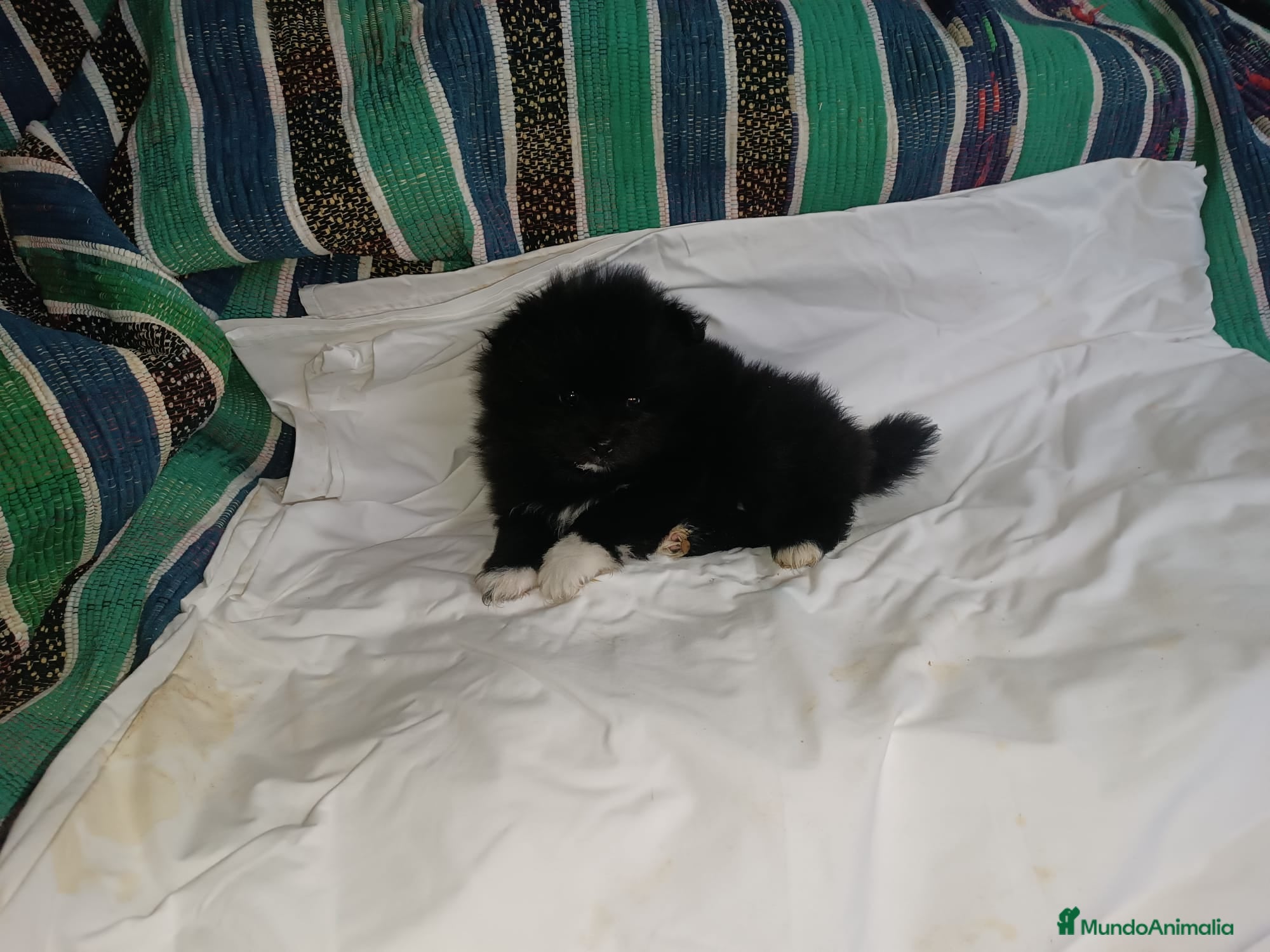 Pomerania perros HEMBRITA DE POMERANIA - Anuncio 2