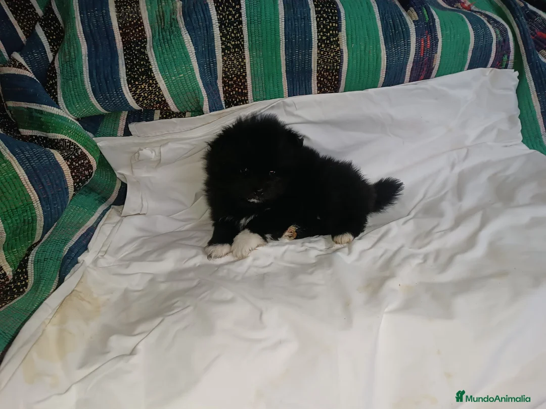 Pomerania perros en venta: HEMBRITA DE POMERANIA - Anuncio 1