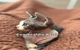 Devon Rex gatos en venta: Devon Rex - Imagen 5