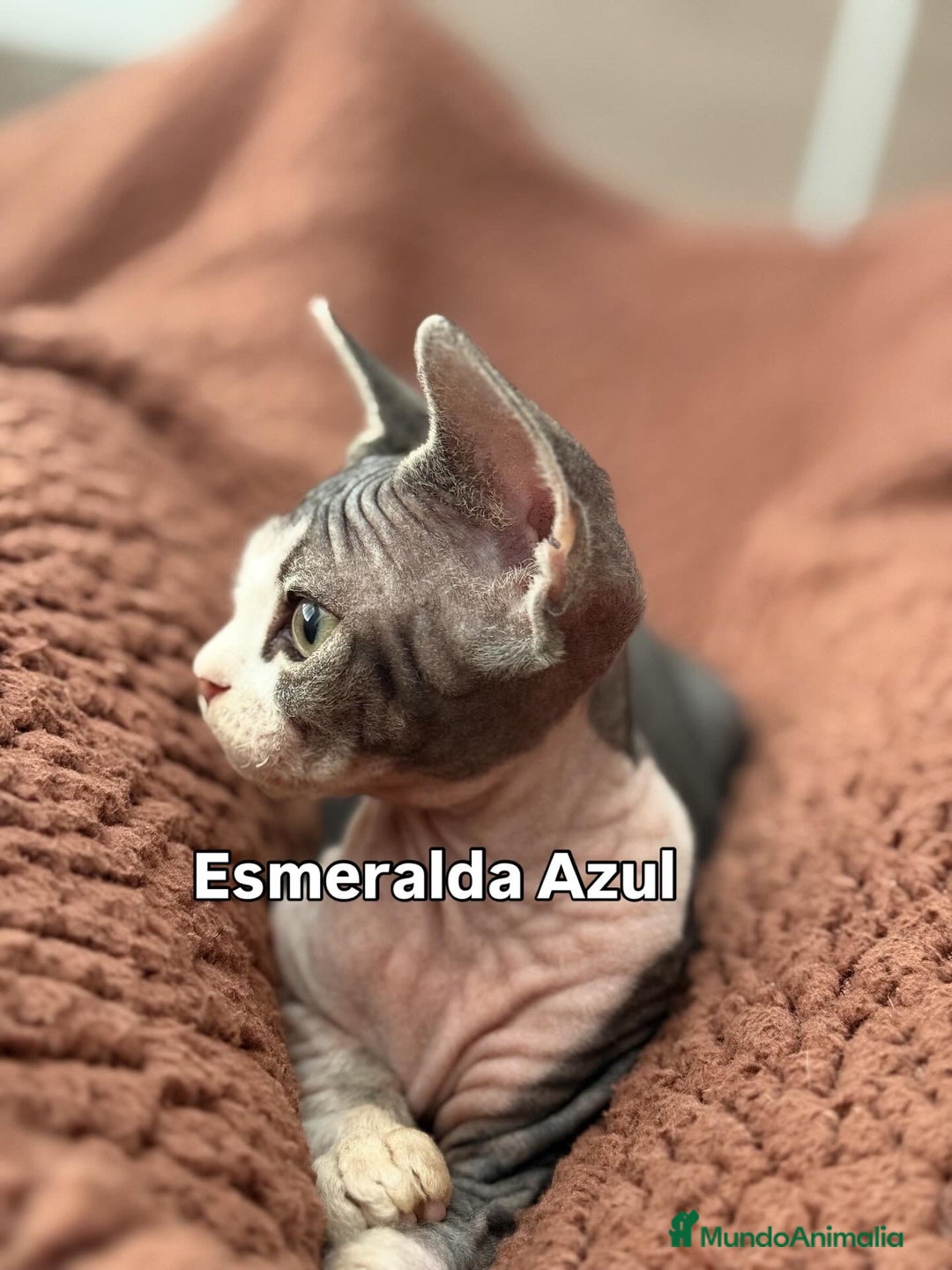 Devon Rex gatos en venta: Devon Rex - Imagen 5