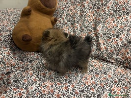 Pomerania perros - Anuncio 1