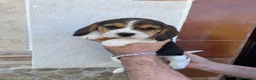 Beagle perros en venta: Beagle listos para entregar  - Anuncio 4