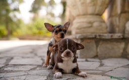 Chihuahua perros en venta: canadá chihuahua - Imagen 7