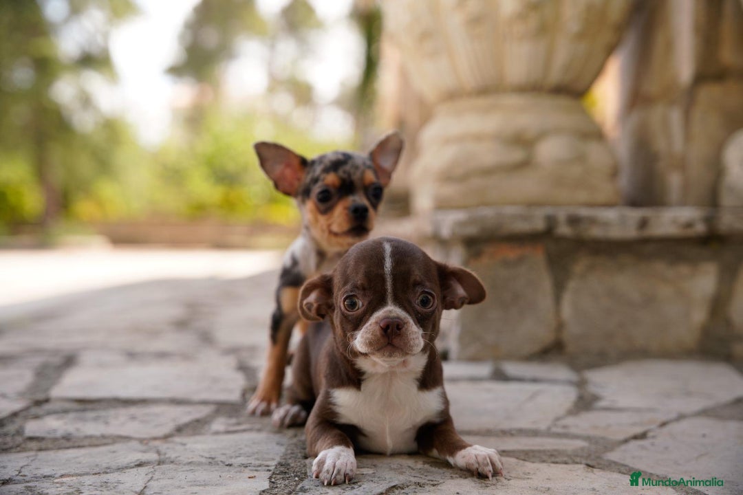 Chihuahua perros en venta: canadá chihuahua - Imagen 7