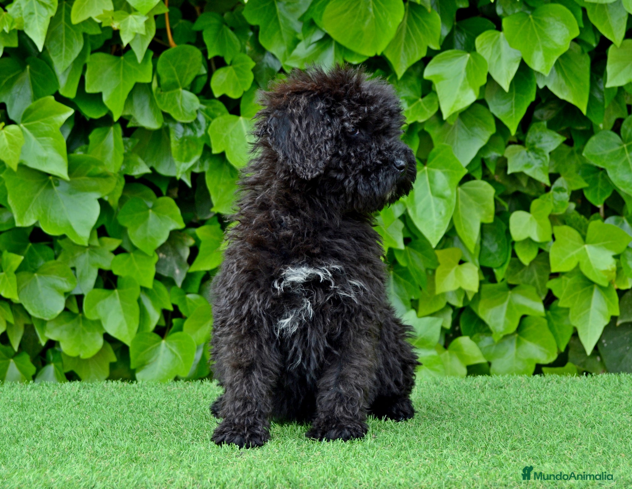 Perro de Agua Español perros CACHORRO PERRO DE AGUA ESPAÑOL  - Anuncio 5