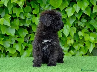 Perro de Agua Español perros CACHORRO PERRO DE AGUA ESPAÑOL - Anuncio 34