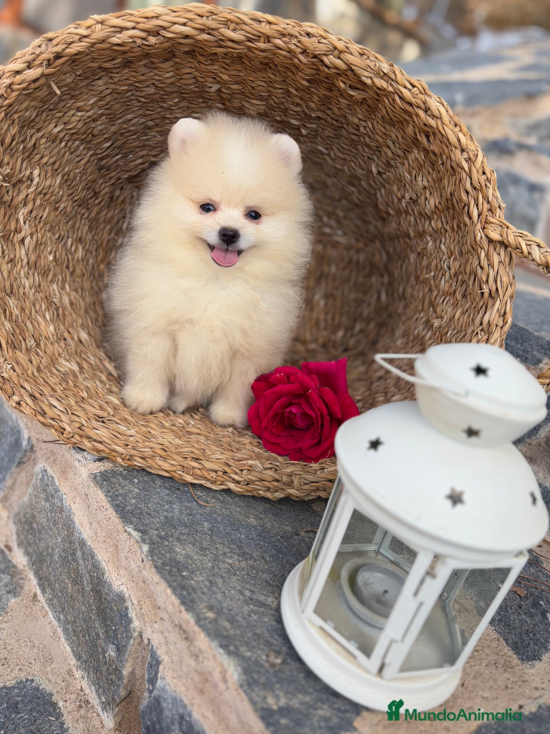 Pomerania perros en venta: Pomeranias disponibles hembra y macho  - Imagen 4