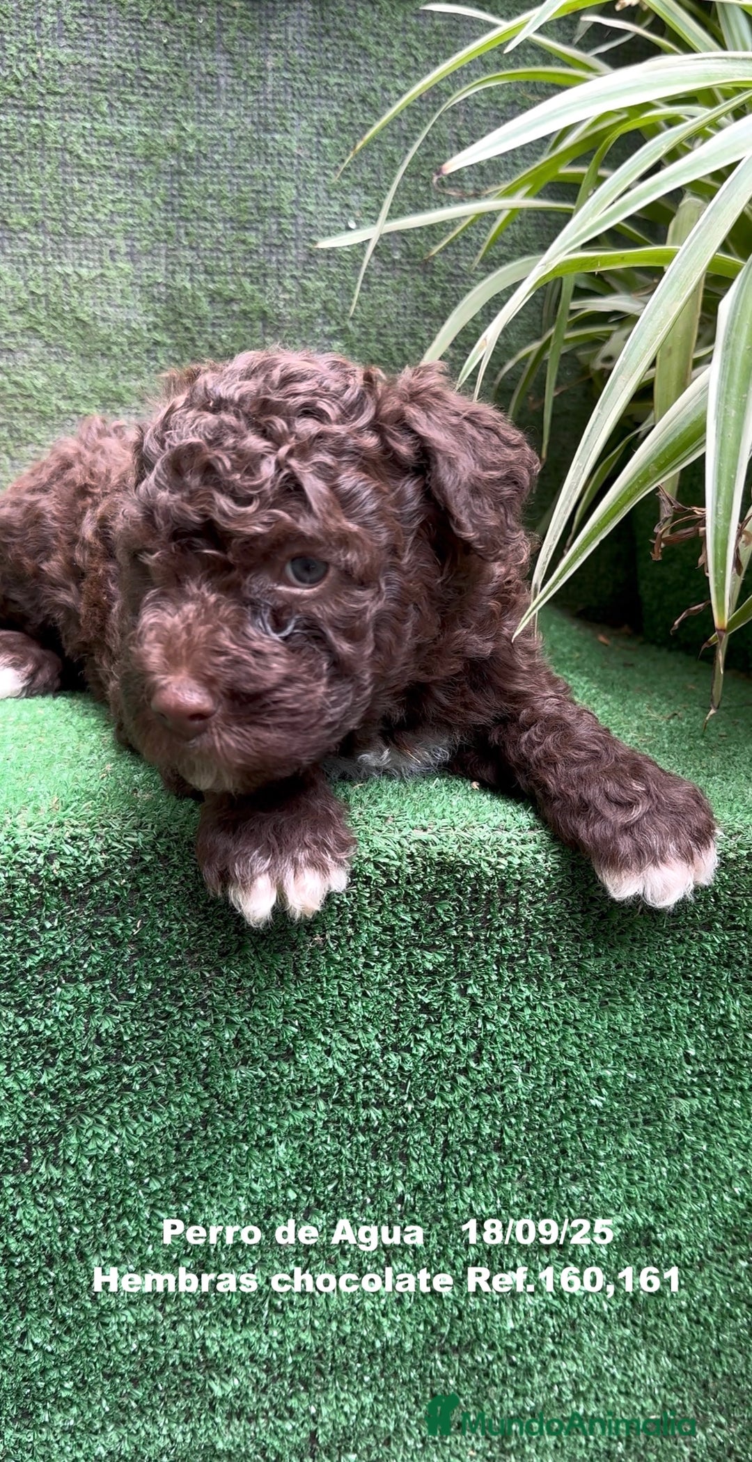 Perro de Agua Español perros en venta: Perro de Agua Español hembra - Anuncio 8