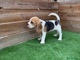 Beagle perros - Anuncio 14