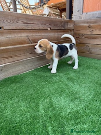 Beagle perros - Anuncio 16