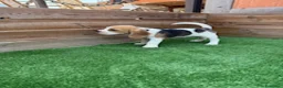 Beagle perros en venta: BEAGLE - Anuncio 1