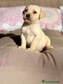 Labrador Retriever Cachorro 8