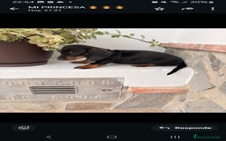 Teckel Miniatura perros en venta:  MACHO TECKEL  en Murcia - Imagen 6