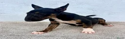 Bull Terrier Miniatura perros en venta: Bull terrier miniatura  - Anuncio 9