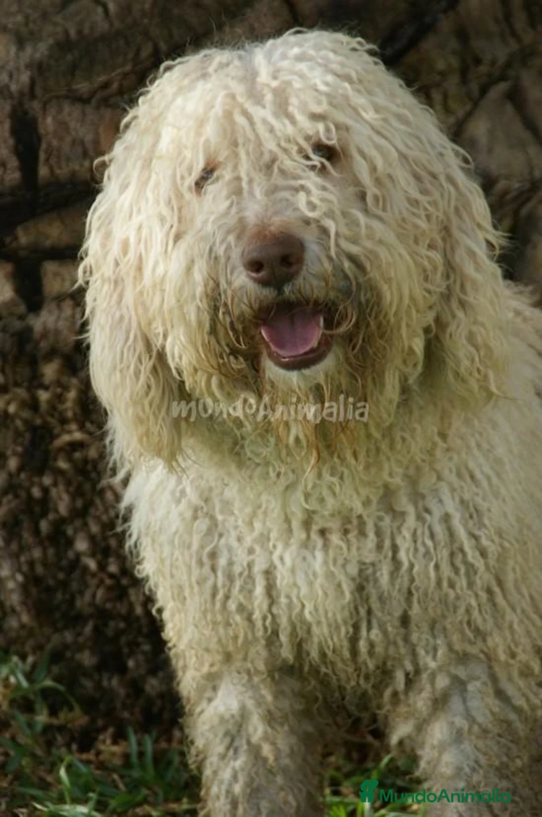 Imagen de galería {{count}}