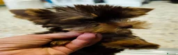 Yorkshire Terrier perros en venta: Yorkshire terrier chocolate - Anuncio 1