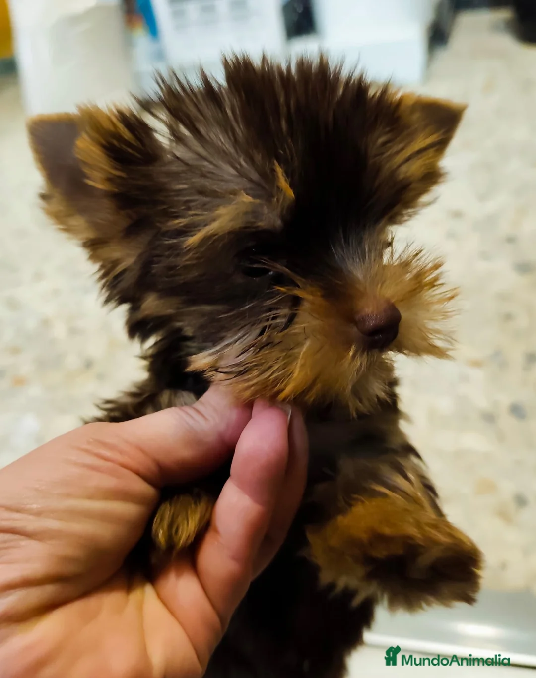 Yorkshire Terrier perros en venta: Yorkshire terrier chocolate - Anuncio 1
